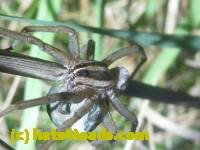 /home//u458753944/public_html/sourcegallery//////////////////////////////Insects and small critters/spiders and kin (Arachnida)/P1080730.JPG